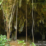 垂れ下がるガジュマルの根と洞窟内の鍾乳石-成川ガー