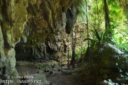 鍾乳石と根を張るガジュマル-成川ガー