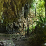 鍾乳石と根を張るガジュマル-成川ガー