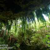 洞窟の上からカーテンのように繁る植物-成川ガー