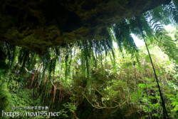 洞窟の上からカーテンのように繁る植物-成川ガー