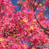 満開のトックリキワタ