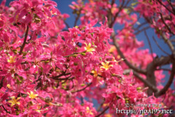 満開のトックリキワタ