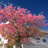 満開の桜のようなトックリキワタ-旧水道庁舎