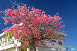 満開の桜のようなトックリキワタ-旧水道庁舎