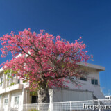 満開のトックリキワタの大木-旧水道庁舎