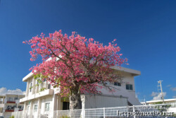 満開のトックリキワタの大木-旧水道庁舎