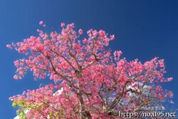 青空に枝を広げるトックリキワタの大木-旧水道庁舎