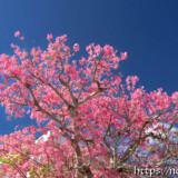 青空に枝を広げるトックリキワタの大木-旧水道庁舎
