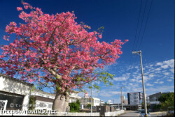 満開のトックリキワタの大木-旧水道庁舎