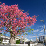 満開のトックリキワタの大木-旧水道庁舎