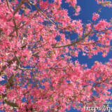 青空に映える満開のピンクの花-トックリキワタ