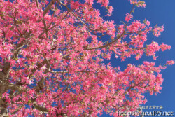 青空に映える満開のピンクの花-トックリキワタ