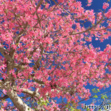 青空に枝を広げる満開のトックリキワタ