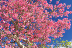 青空に枝を広げる満開のトックリキワタ