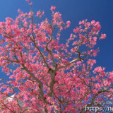 青空に枝を広げるトックリキワタの大木-旧水道庁舎