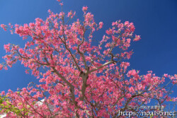 青空に枝を広げるトックリキワタの大木-旧水道庁舎