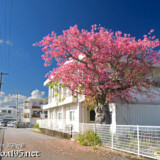 満開の桜のようなトックリキワタの大木-旧水道庁舎