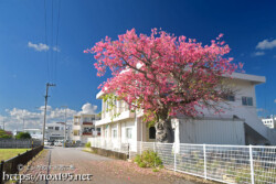 満開の桜のようなトックリキワタの大木-旧水道庁舎