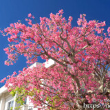 満開の桜のようなトックリキワタの大木-旧水道庁舎