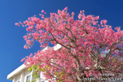 満開の桜のようなトックリキワタの大木-旧水道庁舎
