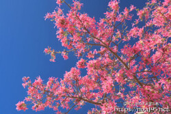 青空に映えるピンクの花-トックリキワタ