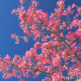 青空に映えるピンクの花-トックリキワタ