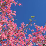 青空に映えるピンクの花-トックリキワタ