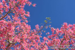 青空に映えるピンクの花-トックリキワタ