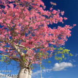 青空に枝を広げるトックリキワタの大木-旧水道庁舎