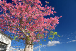 青空に枝を広げるトックリキワタの大木-旧水道庁舎