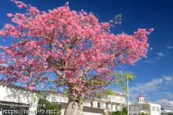満開の桜のようなトックリキワタの大木-旧水道庁舎