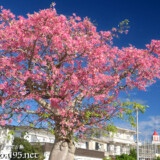 満開の桜のようなトックリキワタの大木-旧水道庁舎