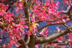 青空に映えるピンクの花-トックリキワタ