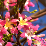 青空に映えるピンクの花-トックリキワタ