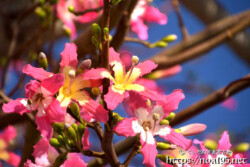 青空に映えるピンクの花-トックリキワタ