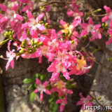 可愛い花とたくさんの蕾-トックリキワタ