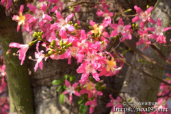 可愛い花とたくさんの蕾-トックリキワタ