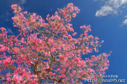 青空に枝を広げるトックリキワタの大木-旧水道庁舎