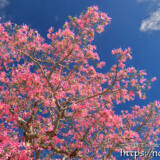 青空に枝を広げるトックリキワタの大木-旧水道庁舎