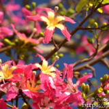 2色使いの華やかな花-トックリキワタ