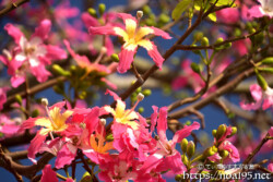 2色使いの華やかな花-トックリキワタ