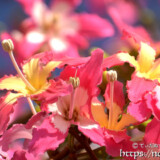 南国風の可愛い花-トックリキワタ