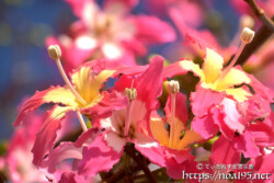 南国風の可愛い花-トックリキワタ