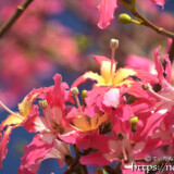 華やかなトックリキワタの花