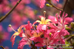 華やかなトックリキワタの花