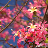 青空に映えるピンクの花-トックリキワタ