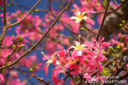 青空に映えるピンクの花-トックリキワタ