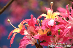 華やかなトックリキワタの花