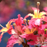 華やかなトックリキワタの花